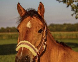 dressage horse Atlantis vom Farbenspiel (German Riding Pony, 2016, from Alessio)