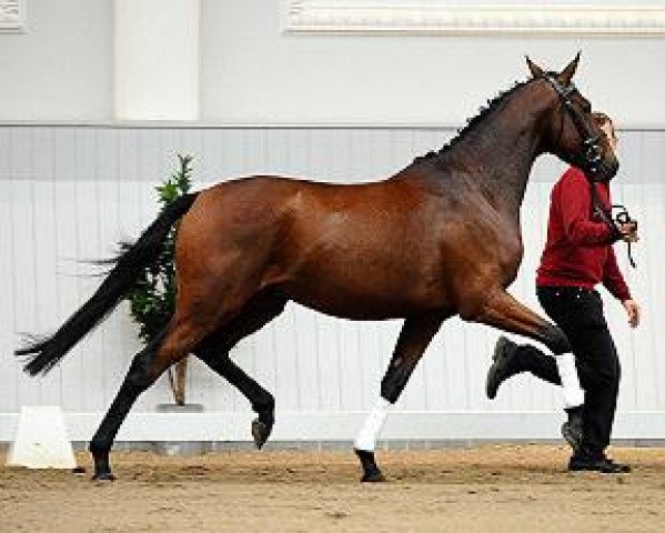 Dressurpferd Riviero B (Deutsches Sportpferd, 2007, von Royaldik)