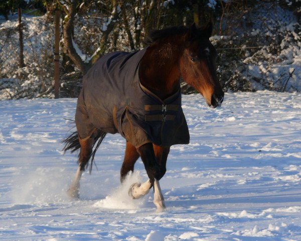 Zuchtstute Esmeralda (Niederländisches Warmblut, 1998, von King Nero)