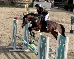 jumper Coralie 40 (Oldenburg show jumper, 2012, from Cassus 2)