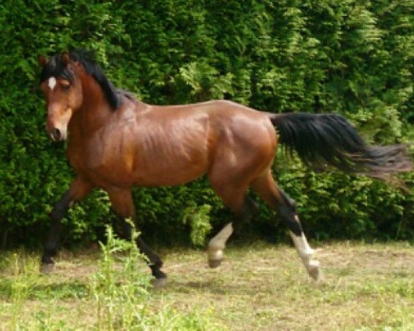 Pferd Pablo (Württemberger, 2008, von Pronto)
