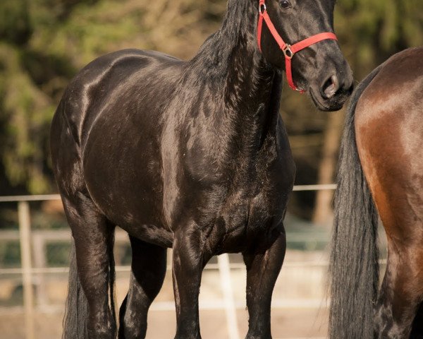 broodmare Divantara (Hanoverian, 2009, from Don Frederico)