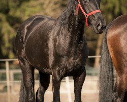 broodmare Divantara (Hanoverian, 2009, from Don Frederico)