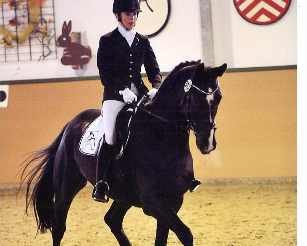 dressage horse Diederick Mathie (Oldenburg, 2007, from De Niro)