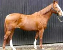 broodmare Birell xx (Thoroughbred, 1993, from Thatching xx)