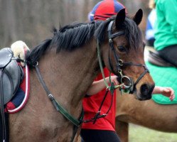 broodmare Maleen (German Riding Pony, 1997, from Mahrdorf Trabant)