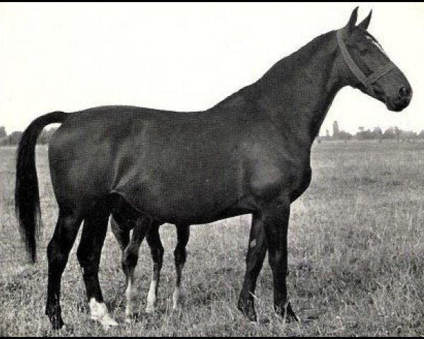 horse Lady Reveil van Wittenstein (Gelderland, 1932, from Reveil AN)