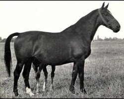 broodmare Lady Reveil van Wittenstein (Gelderland, 1932, from Reveil AN)