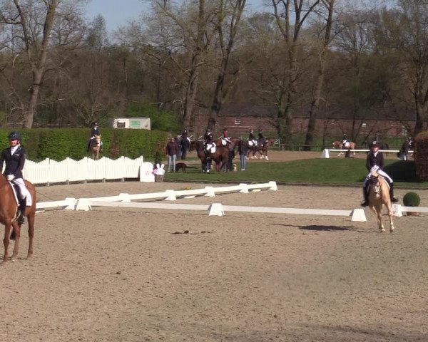 Reitturnier Münster-Handorf | Champs of Tomorrow 2022
