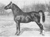 stallion Reveil AN (Anglo-Norman, 1926, from Vidi AN)