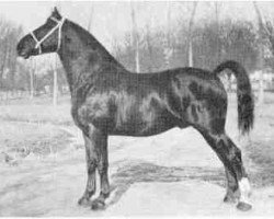 stallion Reveil AN (Anglo-Norman, 1926, from Vidi AN)