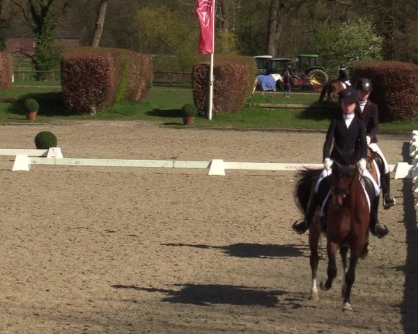 Reitturnier Münster-Handorf | Champs of Tomorrow 2022