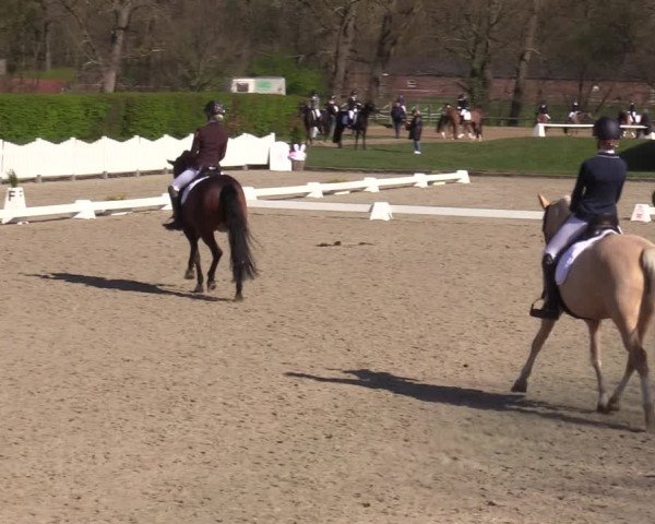 Reitturnier Münster-Handorf | Champs of Tomorrow 2022