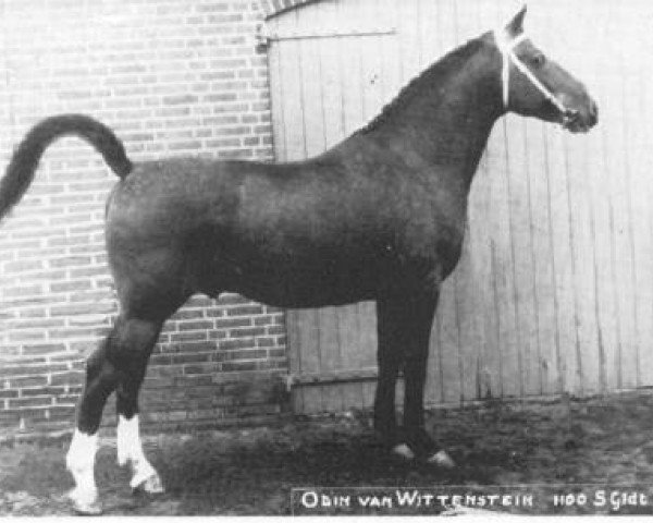 horse Odin van Wittenstein (Gelderland, 1950, from L'Invasion AN)