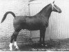horse Odin van Wittenstein (Gelderland, 1950, from L'Invasion AN)