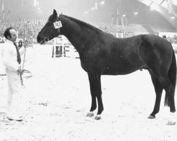 stallion Normand (Royal Warmblood Studbook of the Netherlands (KWPN), 1972, from Duc de Normandie (Styx))