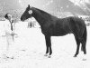stallion Normand (Royal Warmblood Studbook of the Netherlands (KWPN), 1972, from Duc de Normandie (Styx))