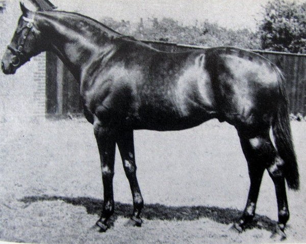stallion Ennis xx (Thoroughbred, 1954, from Golden Cloud xx)
