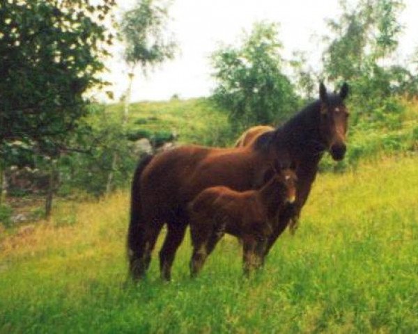 Zuchtstute Sinte Ponni (Dänisches Pony, 1988)