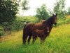 broodmare Sinte Ponni (Danish Pony, 1988)