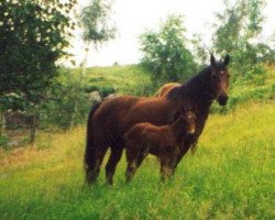 Zuchtstute Sinte Ponni (Dänisches Pony, 1988)