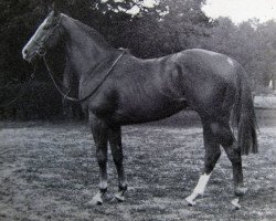 stallion Music Boy xx (Thoroughbred, 1973, from Jukebox xx)