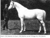 stallion Gazal II (Shagya Arabian, 1922, from Gazal I)