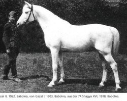 Deckhengst Gazal II (Shagya-Araber, 1922, von Gazal I)