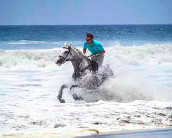 Springpferd Cigale de la Vie (Zangersheide Reitpferd, 2010, von Clinton)