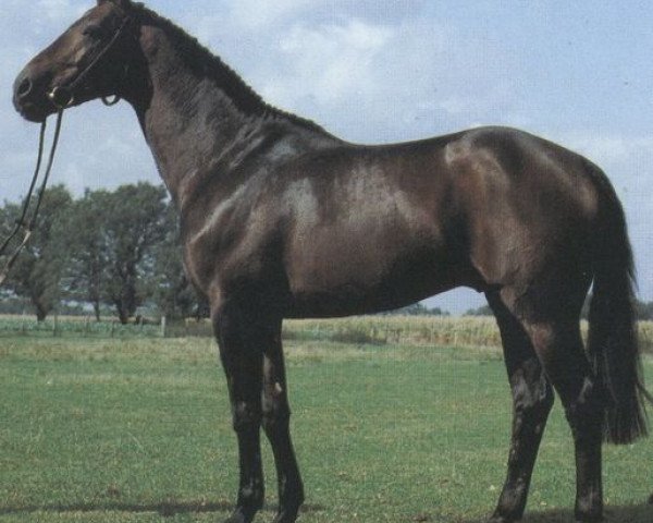 stallion Loewenstein (Oldenburg, 1976, from Löwen As)
