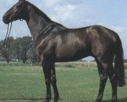 stallion Loewenstein (Oldenburg, 1976, from Löwen As)