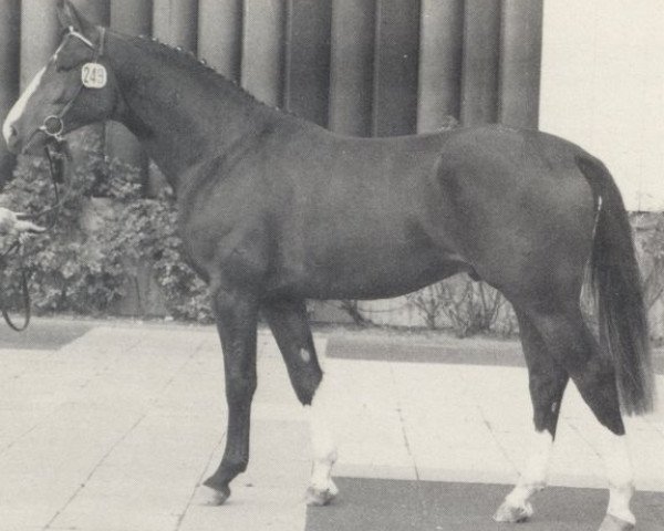 stallion Doncaster (Westphalian, 1980, from Donnersberg)