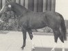 stallion Doncaster (Westphalian, 1980, from Donnersberg)