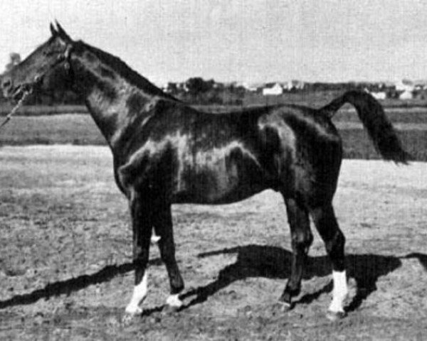 stallion Kyffhaeuser (Trakehner, 1924, from Tempelhüter)
