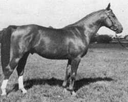 Deckhengst Heimdal (Schwedisches Warmblut, 1950, von Heinfried)