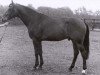 Pferd Ditmar (Koninklijk Warmbloed Paardenstamboek Nederland (KWPN), 1985, von Amor NL)