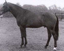 Deckhengst Ditmar (KWPN (Niederländisches Warmblut), 1985, von Amor)