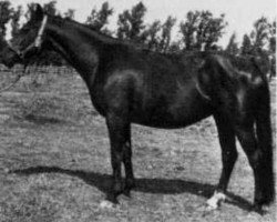 broodmare Kalmia (Swedish Warmblood, 1959, from Heimdal)