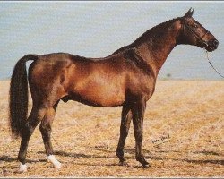 stallion Jaguar (Swedish Warmblood, 1973, from Emir)