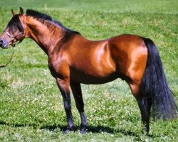 stallion Johanniter (Swedish Warmblood, 1977, from Jaguar)