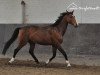 horse Pallando 2 (Czech Warmblood, 2007, from Porter)