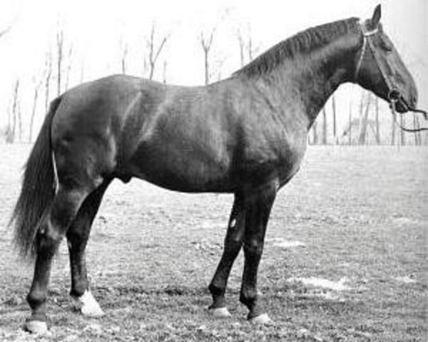 stallion Feierabend (Hanoverian, 1957, from Feiertag III)