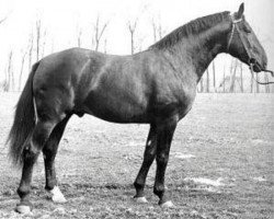 stallion Feierabend 3210 Han. (Hanoverian, 1957, from Feiertag III)