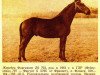stallion Flagmanis (Hanoverian, 1963, from Feierabend)