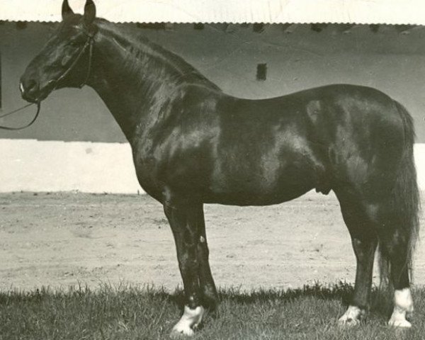 stallion Finals (Latvian Warmblood, 1970, from Flagmanis)