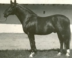 Deckhengst Finals (Lettisches Warmblut, 1970, von Flagmanis)