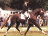 stallion Feinblick (Oldenburg, 1984, from Feingau)
