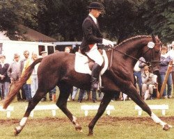 Deckhengst Feinblick (Oldenburger, 1984, von Feingau)