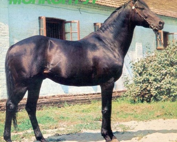 stallion Montcontour xx (Thoroughbred, 1974, from Luthier xx)