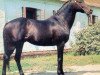 stallion Montcontour xx (Thoroughbred, 1974, from Luthier xx)